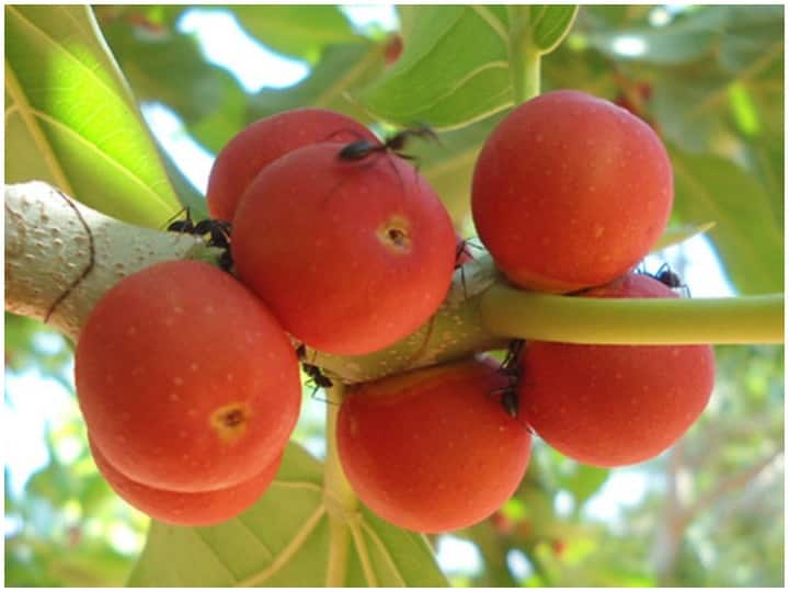 Health and Fitness Tips, Banyan Fruit works to Increase Immunity And Benefits of Banyan Fruit Health and Fitness Tips: इम्युनिटी बढ़ाने का काम करता है बरगद का ये फल, जानें इसके चमत्कारी फायदे