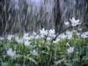 Weather Alert: ఏపీలో మూడు రోజులు.. తెలంగాణలో ఇంకో రెండు రోజులు వానలే వానలు..