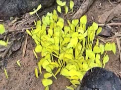 East Godavari News: పర్యాటకులకు కనువిందు చేసిన పసుపు వర్ణం సీతాకోకచిలుకలు