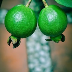 Guava Benefits: প্রস্টেট ক্যানসারের ঝুঁকি কমায়, পেয়ারার আর কী গুণ রয়েছে ?