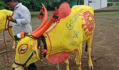 Bail Pola Special : 'सर्जा-राजा'कडूनही कोरोना जनजागृती, पोळ्यानिमित्त बैलांची खास सजावट, दिला अनोखा संदेश