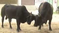 મારુ ગામ મારી વાતઃ પાટણના બાલીસણા ગામના ગ્રામજનોની શું છે સમસ્યા?, જુઓ ગુજરાતી ન્યૂઝ