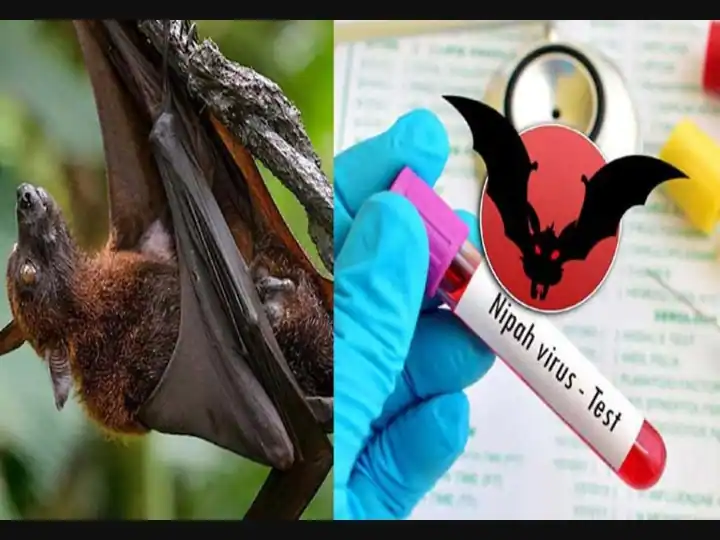 Nipah Virus Kerala: ''நதியினில் வெள்ளம்.. கரையினில் நெருப்பு..'' நிபாவும்.. கொரோனாவும்.. கேரளாவும்!