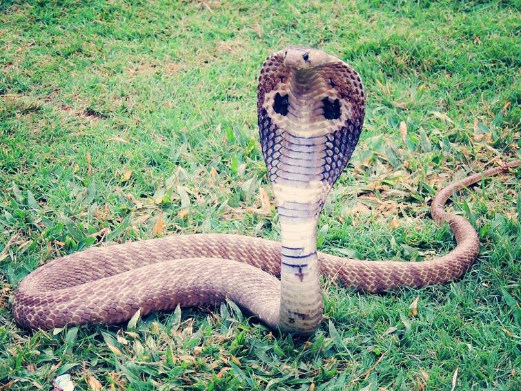 Viral Snake Video Never judge snake by its tail watch here Viral Snake Video: সাপের 'ইউ-টার্ন', সোশ্যাল মিডিয়ায় ভাইরাল সাপ ধরার ভিডিও