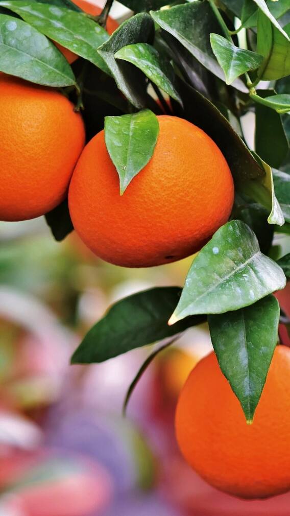 কমলালেবুর উপকারিতা