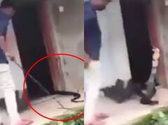 Viral Snake Video: ਜੇ ਦਮ ਹੈ ਤਾਂ ਹੀ ਦੇਖਿਓ ਕੋਬਰਾ ਫੜ੍ਹਨ ਦੀ ਇਹ ਵੀਡੀਓ, ਪਲਾਂ 'ਚ ਬਦਲੀ ਗੇਮ 