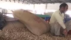 રાજ્યમાં મગફળીના ઉત્પાદન અંગે સૌરાષ્ટ્ર ઓઈલ મીલ એસો.ના ચેરમેને શું કર્યો દાવો?