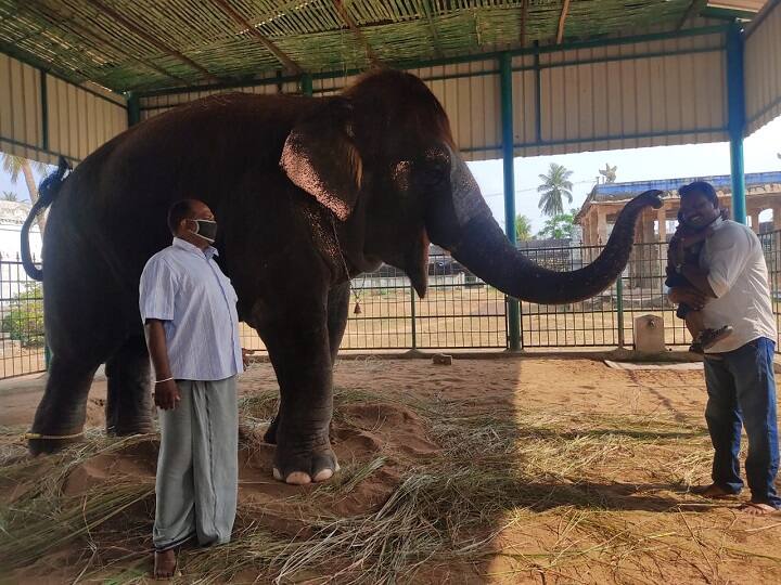 Mannargudi Rajagopalaswamy Temple Elephant Sengamalam Physicians who examined the physical condition மன்னார்குடி கோயில் யானை செங்கமலம் தினமும் 15 கி.மீ நடக்க வேண்டும்- மருத்துவர்கள் அறிவுரை