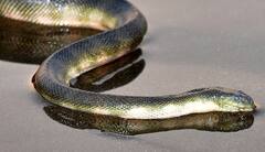 Nalgonda: బొమ్మలిద్దామని ఎత్తుకుని తీసుకెళ్లిన తల్లి తనకు తెలియకుండానే చిన్నారిని మృత్యు ఒడికి చేర్చింది, ఏం జరిగిందంటే