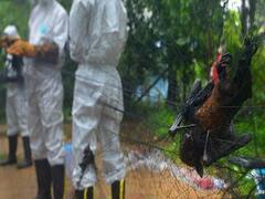 Nipha Virus in Kerala : கேரளாவில் 188 பேருக்கு நிபா வைரஸ் பாதிப்பா? அரசு கூறிய அதிர்ச்சித் தகவல்!