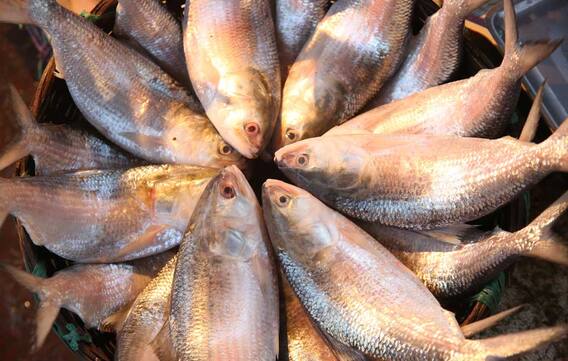Hilsa Festival: কলকাতায় পদ্মার ইলিশের স্বাদ, TMC বিধায়ক পরেশ পালের উদ্যোগে ইলিশ উৎসব। Bangla News