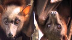 કેરળઃનિપાહ વાયરસના કારણે 12 વર્ષના બાળકનું મોત, શું કહ્યું આરોગ્યમંત્રીએ?