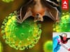 Nipah Virus Update: நிபா வைரஸ் எப்படி பரவும்?நீங்கள் முக்கியமாக அறிந்துகொள்ள வேண்டியவை இதோ!