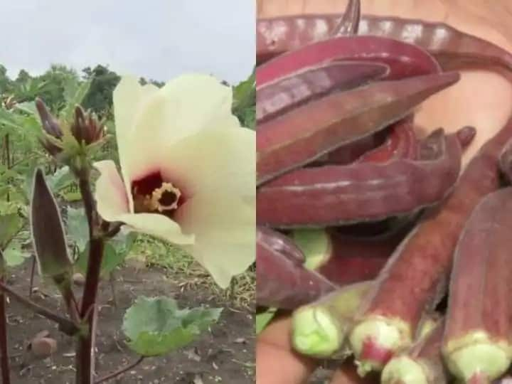 bhopal-farmer-grows-ladyfinger-rate-is-rs-800-per-kg-why-is-it-so-special ਬਾਜ਼ਾਰ 'ਚ 800 ਰੁਪਏ ਪ੍ਰਤੀ ਕਿਲੋ 'ਚ ਵਿੱਕ ਰਹੀ ਭਿੰਡੀ, ਜਾਣੋ ਕਿਉਂ ਹੈ ਇੰਨੀ ਮਹਿੰਗੀ?