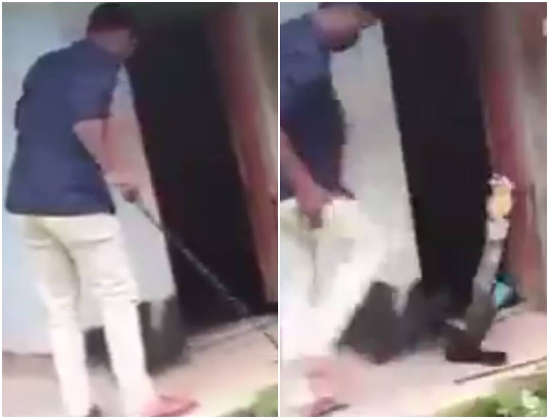 Viral Snake Video Never Judge Snake By Its Tail Watch Here Viral