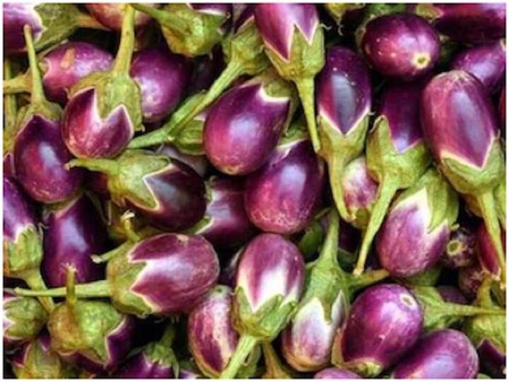 know the low budget techniques of Brinjal cultivation for good earning Brinjal Farming: बाजार में दोगुना दाम पर बिकेगा बैंगन, मानसून में इन सावधानियों के साथ करें बुवाई और रोपाई