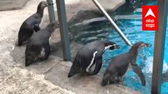 penguins राणीच्या बागेतील पेंग्विनसाठी काढलेले 15 कोटींचं टेंडल मुंबई महापालिकेकडून मागे