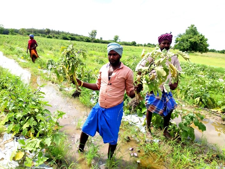 விழுப்புரம் மாவட்டத்தில் தொடர் மழையால்  செடிகளிலேயே அழுகி வரும் கத்தரிக்காய்