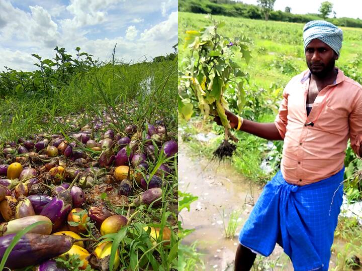 Continuous rains in Villupuram district, brinjal rotting in the plants due to insect attack விழுப்புரம் மாவட்டத்தில் தொடர் மழையால்  செடிகளிலேயே அழுகி வரும் கத்தரிக்காய்