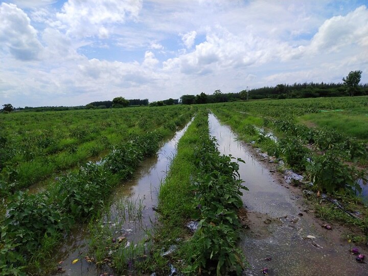 விழுப்புரம் மாவட்டத்தில் தொடர் மழையால்  செடிகளிலேயே அழுகி வரும் கத்தரிக்காய்