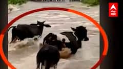 Beed Rain : बिंदुसरा नदीच्या पाण्यात पाच गाई वाहून गेल्या ABP Majha