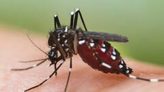 UP के इन जिलों में Dengue के डंक की दहशत, Firozabad में 54 बच्चों की मौत | Hindi News