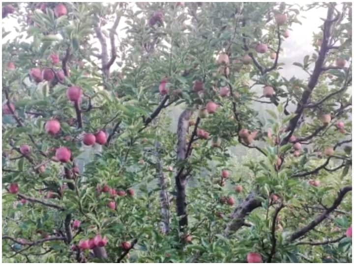apple cultivators of Harshil Valley said they would boycott of apple festival ANN उत्तराखंड: हर्षिल घाटी के सेब काश्तकारों की सरकार को चेतावनी, कहा- कोल्ड स्टोर शुरू हो वरना सेब महोत्सव का होगा बहिष्कार