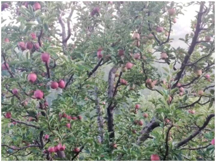 देश में गिरे सेब के दाम, कश्मीरी सेब उत्पादों के लिए खड़ा हो सकता है संकट