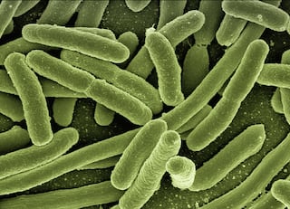 Bacterial Infection : सावधान! 'ही' छोटी चूक पडेल महागात, बॅक्टेरियल इन्फेक्शनपासून कसं वाचाल?