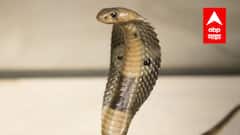 Beed : एकाच कुटुंबातील तिघांना सर्पदंश, 2 मुलींचा मृत्यू तर आईची प्रकृती गंभीर