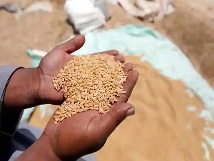 Wheat exports may exceed 10 million tonnes in the current financial year Wheat Exports: इस साल एक करोड़ टन से ज्यादा रह सकता है गेहूं का निर्यात, जानें क्या बोले पीयूष गोयल?