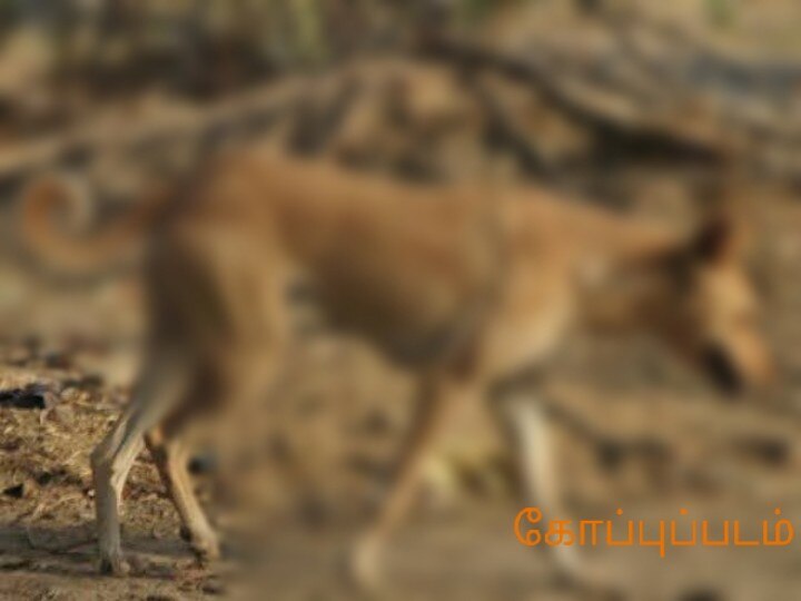 மதுரையில் பிறந்து சிலநாட்களே ஆன பச்சிளம் குழந்தையின் தலையை நாய் தூக்கிவந்த சம்பவத்தால் பரபரப்பு !