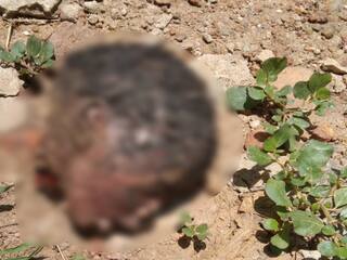 மதுரையில் பிறந்து சிலநாட்களே ஆன பச்சிளம் குழந்தையின் தலையை நாய் தூக்கிவந்த சம்பவத்தால் பரபரப்பு !