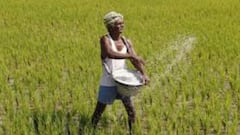 Modi Government increases MSP of 6 Rabi Crops