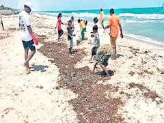 மாசடையும் மன்னார் வளைகுடா...! கடல் வாழ் உயிரினங்களை காக்க களமிறங்கும் கடலோர சிறுவர்கள்...!