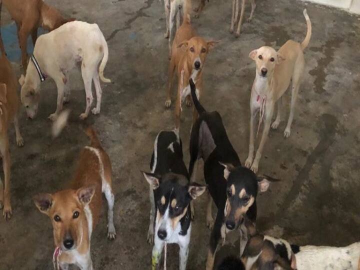 Karnataka: 100 stray dogs poisoned, buried in Shivamogga கர்நாடகா:  நூற்றுக்கும் மேற்பட்ட தெரு நாய்கள் விஷம் வைத்து கொலை... புதைக்கப்பட்ட கொடூரம்!