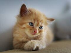 Aggression, Fearfulness, Sociability — Cats Have 7 Behaviour, Personality Traits, This Study Lists Them All