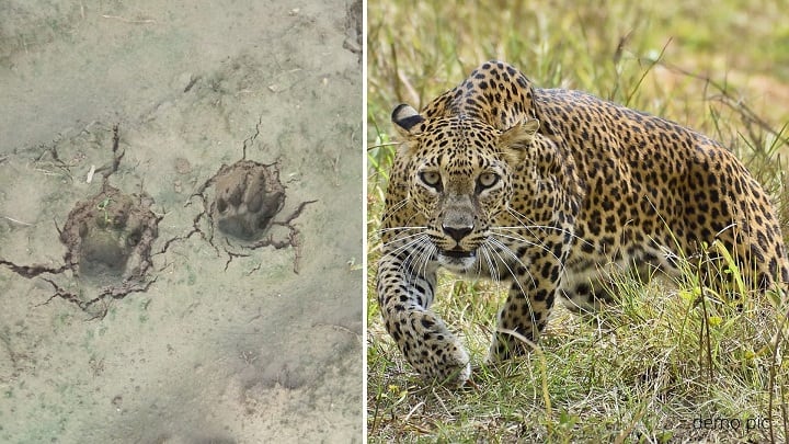 Ahmedabad : leopard found near Ahmedabad, hunting cow અમદાવાદ પાસે દીપડો દેખાતા લોકોમાં ભયનો માહોલ, દીપડાએ નીલગાયનું કર્યું મારણ