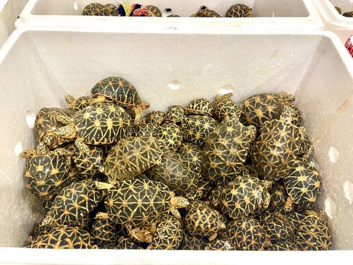 case of smuggling star turtles from Chennai to Thailand has been transferred to the CBI சென்னையில் இருந்து தாய்லாந்துக்கு நட்சத்திர ஆமைகள் கடத்திய வழக்கு சிபிஐக்கு மாற்றம்