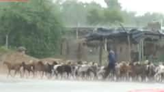 બનાસકાંઠામાં બપોરે સાર્વત્રિક વરસાદ, પાકને ફરી જીવનદાન મળતા ધરતીપુત્રો ખુશ