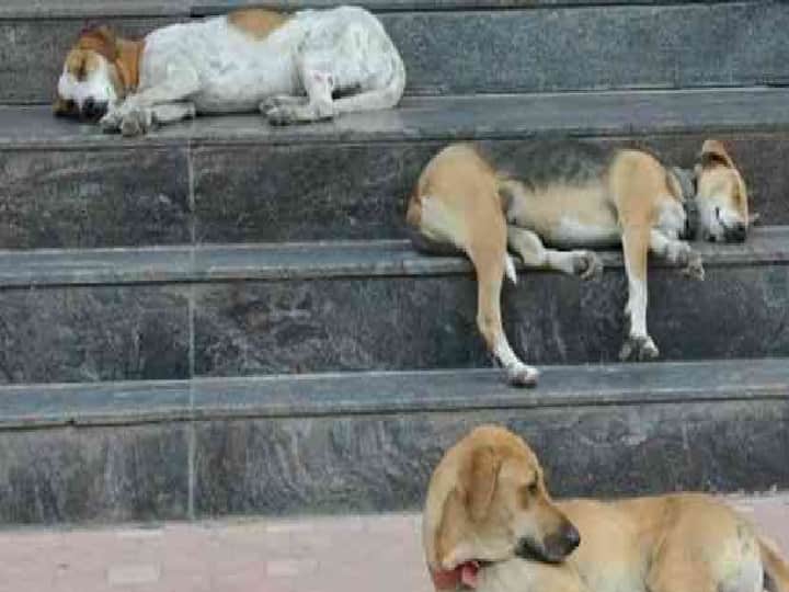 ओडिशा में 20 कुत्तों को जहर देने वाला गिरफ्तार, मामले की जांच में जुटी है पुलिस