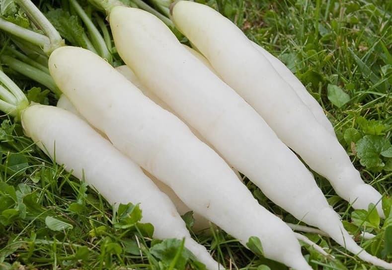 Health Benefits Of Radish In Winter Help In Blood Pressure Control Good