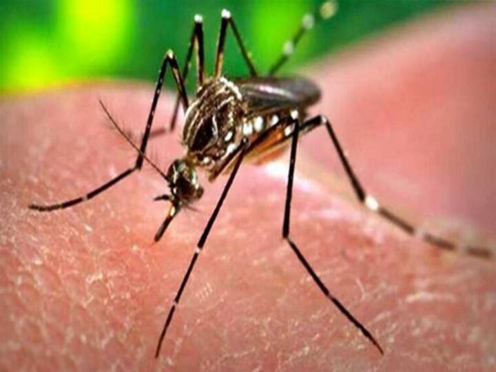 ICMR DG Dr Balram Bhargava says D2 strain of dengue can cause fatal haemorrhage Dengue D2 Strain:  ఉత్తర్ ప్రదేశ్ లో డెంగీ విజృంభణ... డెంగీ మరణాలకు డీ2 స్ట్రైయిన్  కారణం... ప్రాణాంతక రక్తస్రావం కలిగిస్తుందంటున్న ఐసీఎంఆర్ వైద్యులు