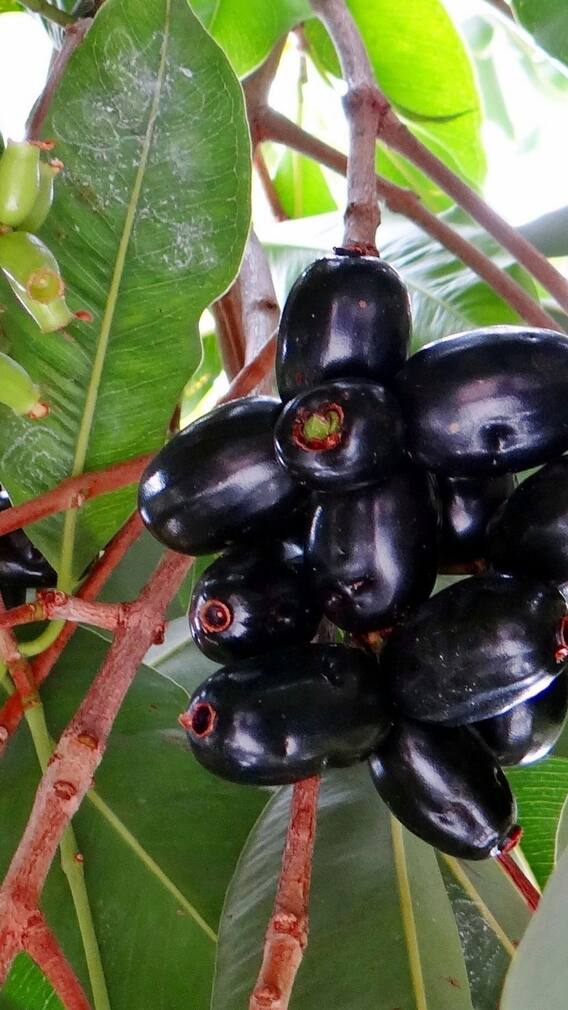 জামের উপকারিতা