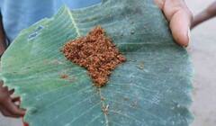 Red ants chutney:ఎర్ర చీమల చట్నీతో కరోనాకు చికిత్స... సుప్రీంకోర్టు ఏమంది?