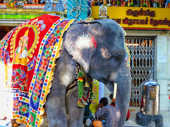 லட்சுமி யானை