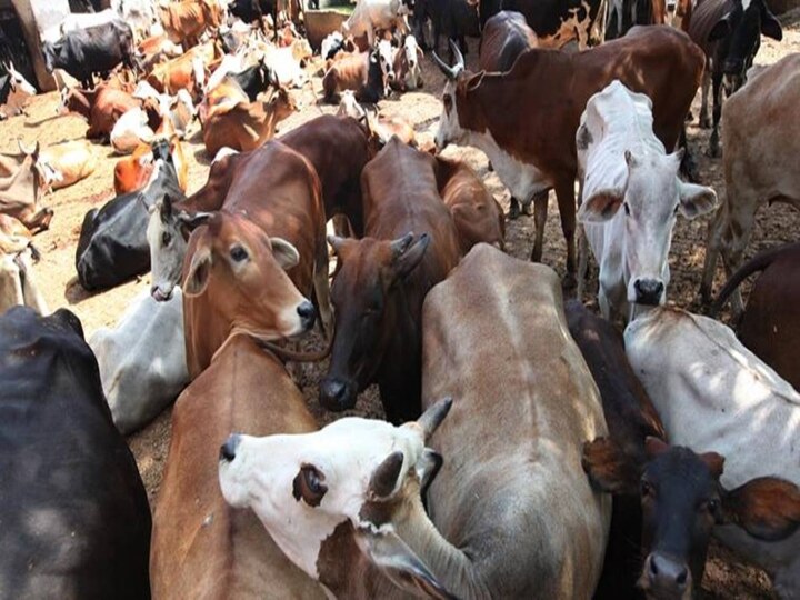 Cow Slaughter : இந்து பெண்களை ஏமாற்றுபவர்களிடம் கண்டிப்பாக நடந்து கொள்வோம் - விஜய் ரூபானி