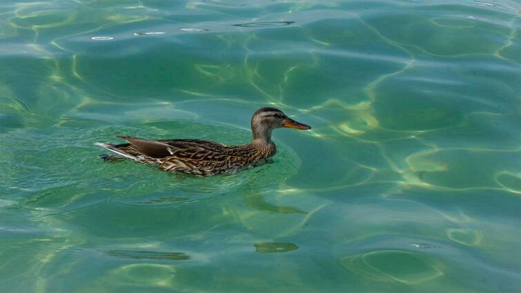 The Australian duck that eats 