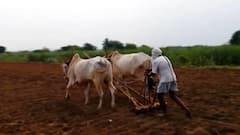 देशातील 50 टक्के शेतकऱ्यांवर कर्जाचा डोंगर, राष्ट्रीय सांख्यिकी कार्यालयाच्या सर्वेक्षणात बाबा उघड