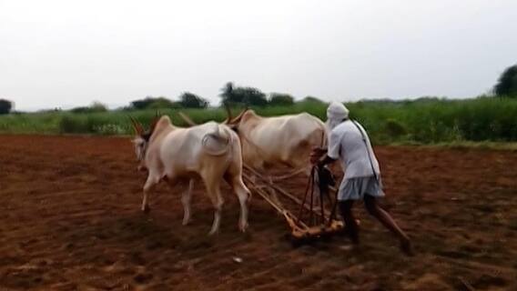 देशातील 50 टक्के शेतकऱ्यांवर कर्जाचा डोंगर, राष्ट्रीय सांख्यिकी कार्यालयाच्या सर्वेक्षणात बाबा उघड